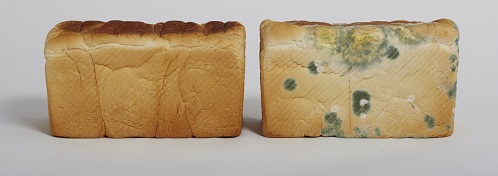 Влияние дрожжей на структуру и текстуру хлеба